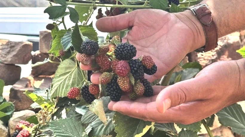 Tam 52’nci Denemede Verim Patladı, Yeni Gelir Kapısı Açıldı: Sözleşmeli Ekiliyor, 4 Ayda Hasat Ediliyor - Resim: 4